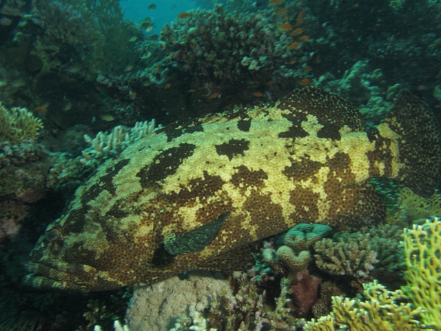 Epinephelus fuscoguttatus